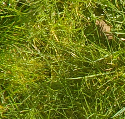 Image of unkempt grass for modelling, etc. See my website for full-sized, tileable, versions.